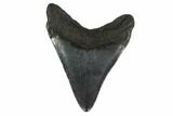 Fossil Megalodon Tooth - South Carolina #130753-2
